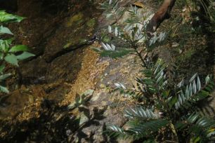 Phát hiện loài thực vật mới ở Khu Dự trữ thiên nhiên Phong Điền