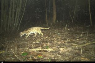 Ghi nhận 27 loài động vật hoang dã tại quần thể di tích Mỹ Sơn thông qua bẫy ảnh