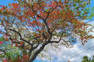 Ngỡ ngàng Côn Đảo mùa bàng thay lá