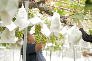 Nho Shine Muscat tỉnh Yamanashi đẩy mạnh quảng bá tại thị trường Việt Nam