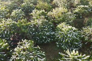 Mê mẩn mùa hoa cà phê Tây Nguyên