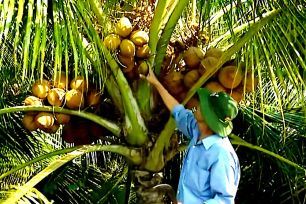 Giá dừa tươi tăng cao, thương lái ráo riết tìm mua tận vườn