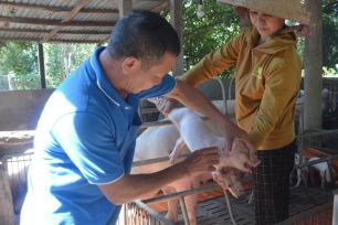 2 tháng đầu năm 2026, cả nước có gần 12.700 con heo chết, buộc tiêu hủy vì dịch 