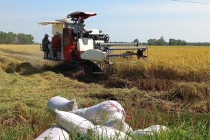 Nông dân vùi rơm rạ sau thu hoạch phục hồi môi trường đất