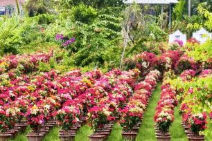 Vĩnh Long: Xã Chợ Lách phấn đấu mỗi năm cung ứng tối thiểu 4 triệu cây giống