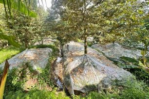 Đồng Tháp bảo vệ vùng chuyên canh sầu riêng trước hạn mặn