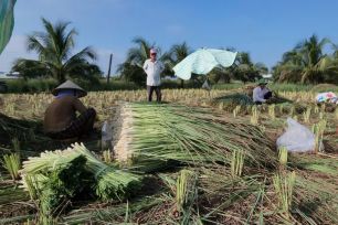 Rau màu ở Đồng Tháp tươi xanh trong mùa hạn mặn