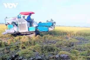 Sản xuất nông nghiệp ĐBSCL gặp khó nếu chiến sự Trung Đông kéo dài