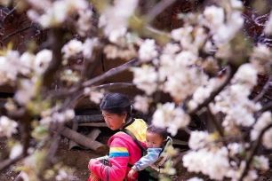 Sơn La: Ngỡ ngàng mùa hoa sơn tra nở trắng bản Nậm Nghiệp