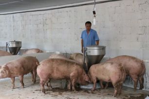 Giá heo hơi trong nước liên tục giảm