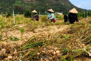 Tỏi Lý Sơn rớt giá, nông dân gặp khó