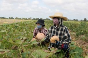 Cà Mau: Bí đỏ... bí đầu ra, địa phương kêu gọi giải cứu