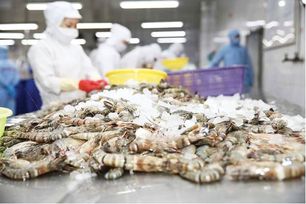 Xuất khẩu tôm sang Mỹ giảm mạnh dưới áp lực thuế mới