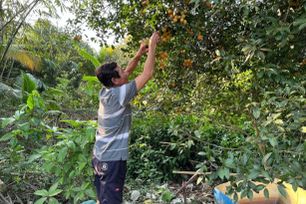 Vĩnh Long: Đặc sản thanh trà ngọt giúp nông dân đổi đời