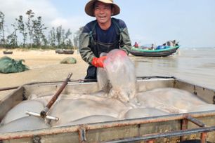 Ngư dân Hà Tĩnh trúng đậm sứa biển 