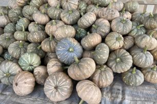 “Giải cứu” xong hàng trăm tấn bí đỏ cho nông dân Cà Mau