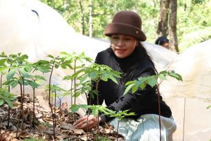 Mùa sâm Ngọc Linh “thức giấc”