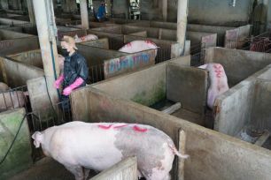 Giá heo hơi tiếp tục tăng, Vĩnh Long lên 69.000 đồng/kg