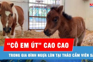 Xuất hiện “cô em út” Ca Cao trong gia đình ngựa lùn tại Thảo Cầm Viên Sài Gòn