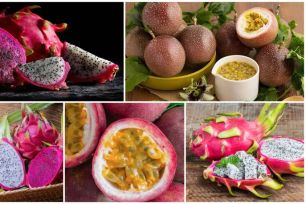 EU sẽ siết chặt kiểm soát thanh long và chanh leo Việt Nam 