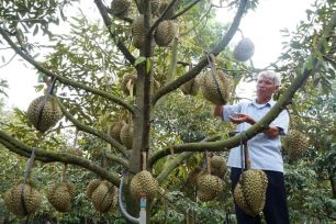 Xuất khẩu rau quả quý 1 đạt gần 1,5 tỷ USD