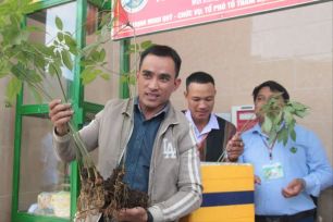 Mở rộng vùng trồng sâm Ngọc Linh lên 10.000ha