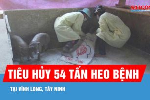 3 tháng, tiêu hủy 54 tấn heo bệnh tại Vĩnh Long, Tây Ninh