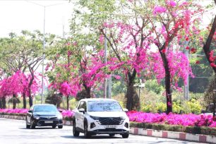 Đường hoa giấy hơn 10km rực hồng giữa nắng vàng