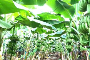 Đồng Nai xuất khẩu 220 tấn chuối tươi