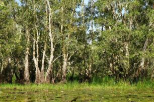 Nỗ lực 'hồi sinh' Vườn Quốc gia Tràm Chim