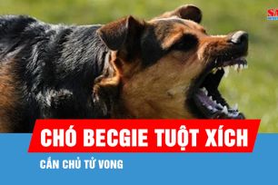 Chó becgie tuột xích, cắn chủ tử vong