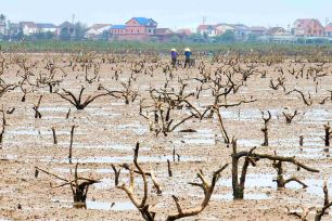 Nỗi lo rừng ngập mặn chết hàng loạt