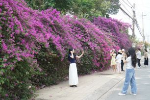 Chiêm ngưỡng "con đường mộng mơ" giữa lòng đô thị