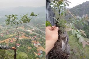 Đề nghị các địa phương ngăn chặn khai thác cây muội hồng