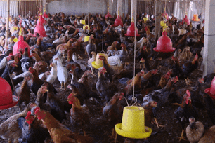 Giá gà tại Đồng Tháp giảm mạnh 40%, người chăn nuôi lỗ nặng