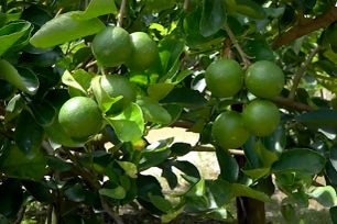 ĐBSCL: Giá chanh, cam sành, sả tăng do nhu cầu cao