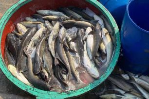 Tìm nguyên nhân khiến cá nuôi lồng bè ở Lý Sơn chết hàng loạt