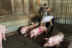 TPHCM: Phát hiện các vụ vận chuyển, giết mổ gia cầm, gia súc bị nhiễm bệnh