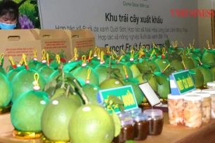 Chuẩn bị xuất khẩu bưởi sang Australia