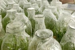 Gần 1.000 nguồn gene dược liệu đặc hữu, quý hiếm được lưu giữ