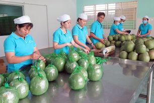 Mở đường xuất khẩu bưởi Việt Nam sang Australia