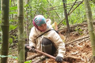 Mùa hái lộc rừng