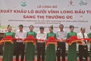 Lô bưởi da xanh đầu tiên của tỉnh Vĩnh Long xuất sang thị trường Úc