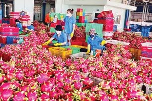 Xuất khẩu thanh long sang Thái Lan và Trung Đông tăng mạnh