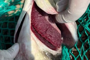 Nguyên nhân cá bớp chết hàng loạt tại đặc khu Lý Sơn