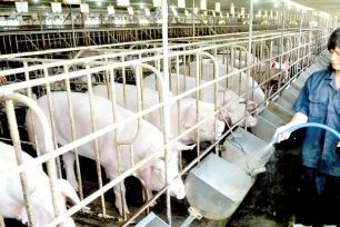 Xem xét cho phép sử dụng chất tạo nạc có kiểm soát trong chăn nuôi