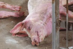 Virus lở mồm long móng SAT-1 rất nguy hiểm