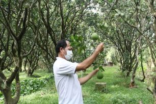 Hành trình đưa bưởi da xanh miền Tây chinh phục thị trường Úc