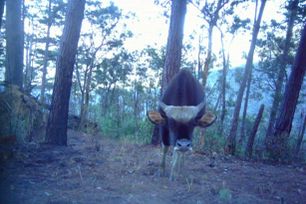 Khánh Hòa: Phát hiện đàn bò tót 13-17 con tại Vườn Quốc gia Núi Chúa – Phước Bình