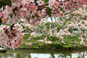 Ngắm vườn hoa anh đào đẹp nhất miền Tây